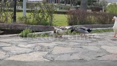 夏天一群鸭子在公园里散步。 夏天鸭子在公园里散步。 特写镜头。